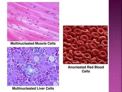 Multinucleated and anucleated cells