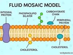 Fluid mosaic model of the plasma membrane