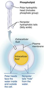 Phospholipid structure and arrangement in the plasma membrane