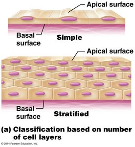 Classification of epithelial tissue based on number of cell layers