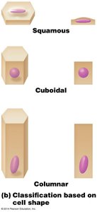 Classification of epithelial tissue based on cell shape: squamous, cuboidal, columnar