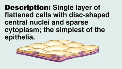 Simple squamous epithelium diagram