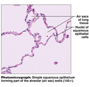 Photomicrograph of simple squamous epithelium in lung tissue
