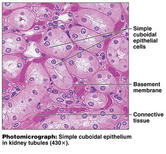 Simple cuboidal epithelium diagram