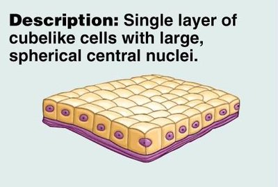 Photomicrograph of simple cuboidal epithelium in kidney tubules