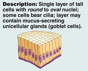Simple columnar epithelium diagram