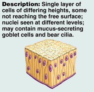 Pseudostratified columnar epithelium diagram