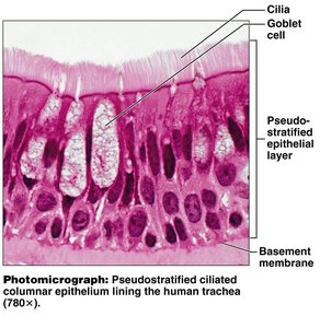 Photomicrograph of pseudostratified ciliated columnar epithelium in trachea