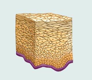 Stratified squamous epithelium diagram