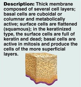 Description of stratified squamous epithelium