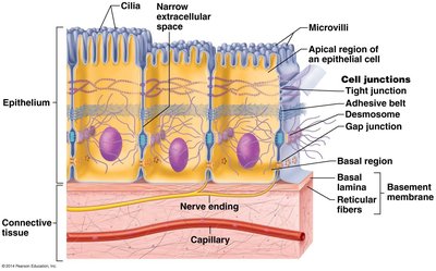 Epithelial tissue supported by connective tissue, showing basement membrane and capillary