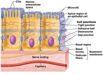 Basal lamina and basement membrane structure