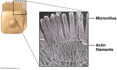 Microvilli structure with actin filaments