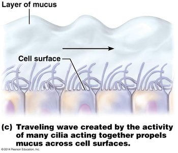 Cilia moving mucus across cell surfaces