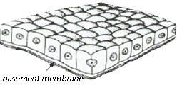 Diagram of epithelial tissue showing the basement membrane