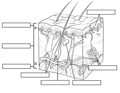 Diagram of skin structure with labels for epidermis, dermis, glands, and hair