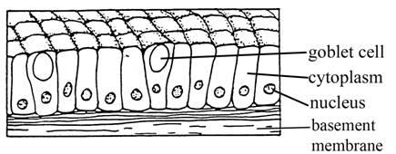 Simple columnar epithelium with goblet cells and basement membrane