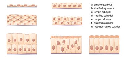 Types of epithelial tissue: simple squamous, stratified squamous, simple cuboidal, etc.