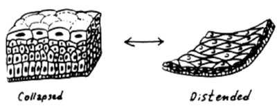 Transitional epithelium: collapsed and distended states