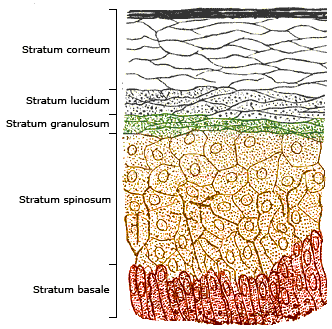 Layers of the epidermis