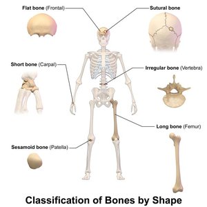 Classification of bones by shape