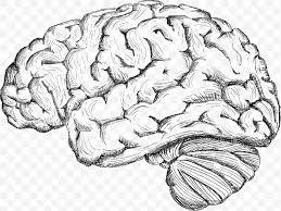 Brain illustration