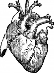 Heart anatomy
