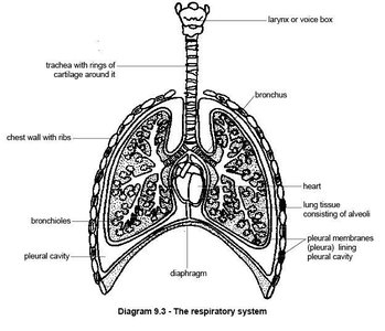 Respiratory system diagram