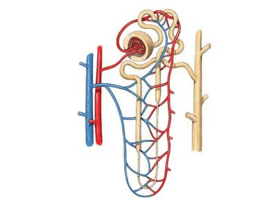 Nephron structure