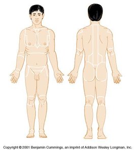 Anterior and posterior anatomical landmarks