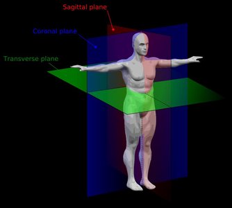 Body planes: sagittal, coronal, transverse