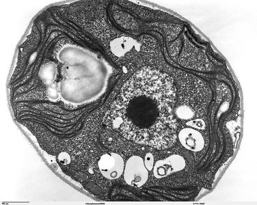 Animal cell with organelles
