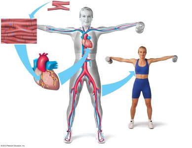 Diagram showing the hierarchy from muscle cell to organism