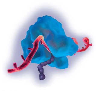 Ribosome structure