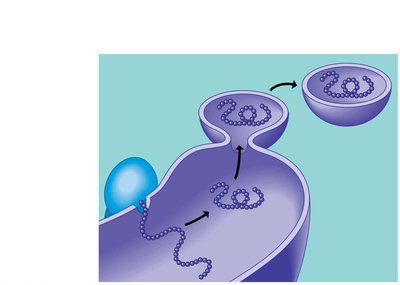 Protein synthesis and transport in the ER