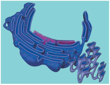 Smooth endoplasmic reticulum structure