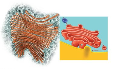 Golgi apparatus structure and function