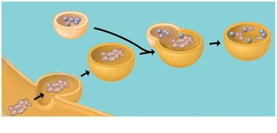 Lysosome digesting food