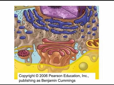 Diagram showing chloroplasts and mitochondria