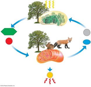 Chemical cycling between photosynthesis and cellular respiration