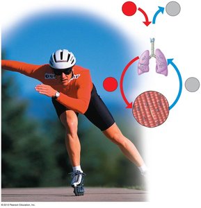 Relationship between breathing and cellular respiration