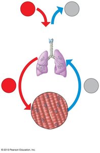 Breathing and cellular respiration in muscle cells