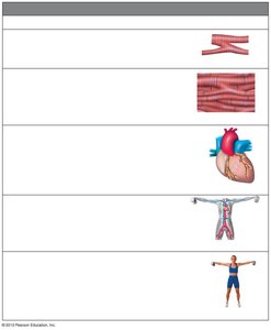Table showing levels of organization with images