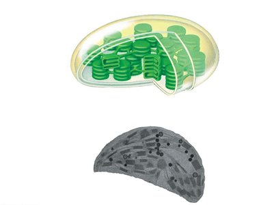 Chloroplast structure