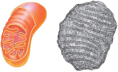 Mitochondrion structure