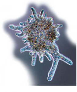 Microtubules and movement