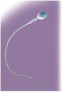 Flagellum of a human sperm cell