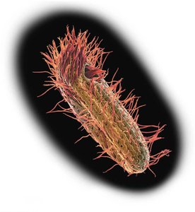Cilia on a protist
