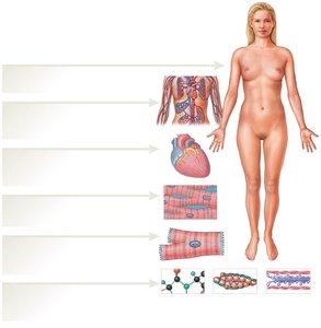 Diagram showing the hierarchy from molecules to organism