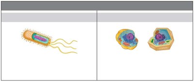 Comparison of prokaryotic and eukaryotic cells
